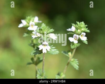 Nahaufnahme auf dem kleinen Wildkraut Augentrost Euphrasia sp. Auf grünem Hintergrund Stockfoto