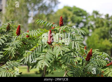Rhus typhina (staghorn Sumac) Stockfoto