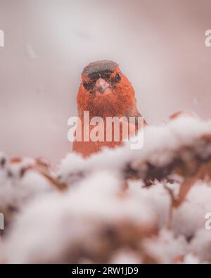 Winterporträt: Kaffinchen auf einem schneebedeckten Busch Stockfoto