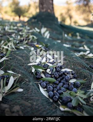 Nahaufnahme eines Ölhaufens auf dem Boden in Nets während der Olivenernte Stockfoto