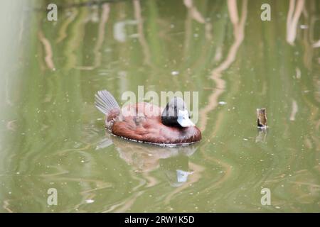 Während der Paarungszeit wird die Rechnung des Mannes hellblau, was der Ente ihren Namen gibt. : Blauschnabel-Enten sind Allesfresser. Stockfoto