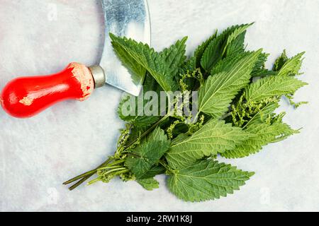 Schneiden Sie die Buchse mit frischem Brennnessel- und Grasmesser ab. Büsche aus Brennesseln. Stockfoto