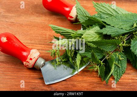 Schneiden Sie die Buchse mit frischem Brennnessel- und Grasmesser ab. Büsche aus Brennesseln auf rustikalem Holztisch. Stockfoto