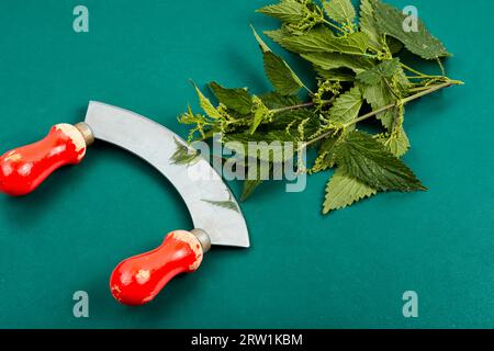 Schneiden Sie den Busch aus frischen Brennnesselblättern und dem alten Grasmesser. Stockfoto