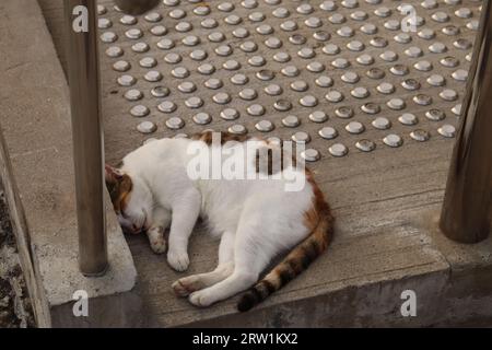 Hong Kong Katzen Stockfoto