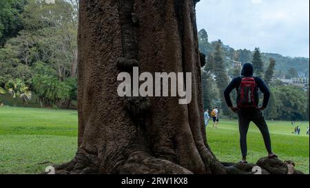 Junger Mann, der unter einem großen Baum im Park steht, botanischer Garten in sri lanka. Stockfoto