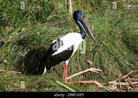 Der Jabiru oder Schwarzhalsstorch ist ein schwarz-weißer Wasservogel, der beeindruckend 1,3m m hoch ist und eine Flügelspanne von etwa 2m m hat. Kopf und Hals schon Stockfoto