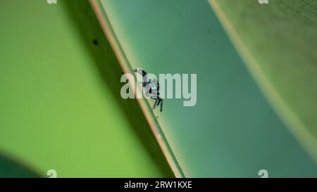 Springende Spinne auf grünem Blatt in der Natur oder im Garten. Stockfoto