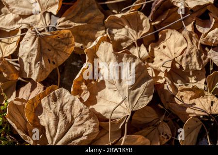 Trockene Bodhi-Baumblätter auf dem Boden. Trockener floraler Hintergrund. Stockfoto