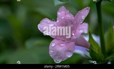 Glitzernde Schönheit: Wassertropfen aus der Nähe auf hellvioletten Blütenblättern Stockfoto