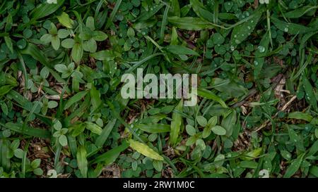 Grüner Grashintergrund. Verschiedene grüne Grasstruktur. Blick auf grünes Gras von oben. Stockfoto