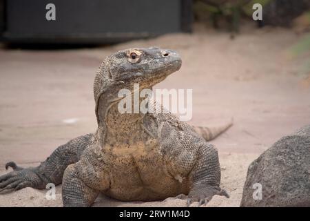 Komodo-Drachen sind große Eidechsen mit langen Schwänzen, starken und beweglichen Hälsen und stabilen Gliedmaßen. Erwachsene haben eine fast einheitliche Steinfarbe mit einer unterschiedlichen, l Stockfoto