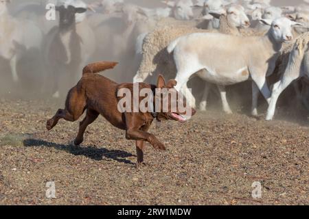 Australian Kelpie Dog Working Sheep Oil The Australian Outback. Stockfoto