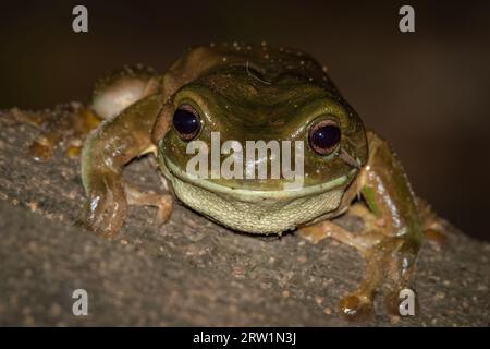 Ein großer grüner Baumfrosch. Northern Territory, Australien Stockfoto