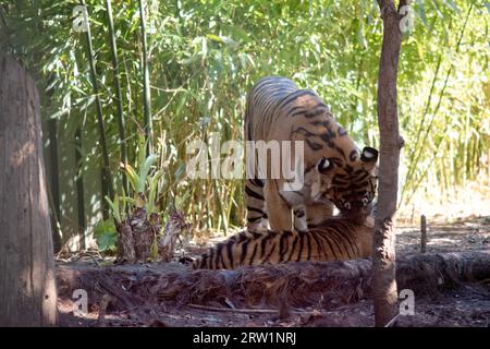 Tigerjungen haben ein goldenes Fell mit dunklen Streifen, der Tiger ist die größte Wildkatze der Welt. Stockfoto