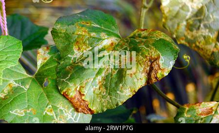 Blattfleck auf Gurkenblatt, Melonenblatt. Pflanzenkrankheit Stockfoto