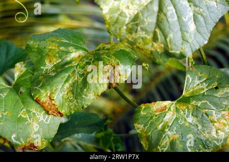 Blattfleck auf Gurkenblatt, Melonenblatt. Pflanzenkrankheit Stockfoto