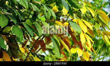 Hevea brasiliensis, Gummiblätter oder Para-Gummibaum, Sharinga-Baum, Seringueira, Gummibaum, Gummipflanze, Ziffer In diesem Werk wird Latex hergestellt. Stockfoto