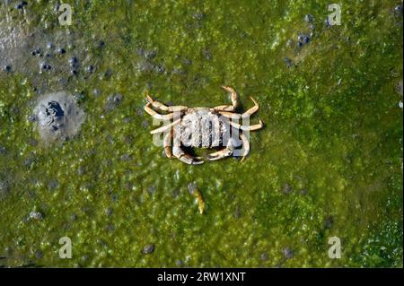 Europäische Grünkrebse (Carcinus maenas), Wattenmeer, Nordsee, Wattenmeer-Nationalpark, Deutschland Stockfoto