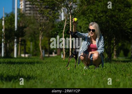 Eine junge, lächelnde blonde Frau in Sonnenbrille, Shorts und Hemd wirft einen gelben Ball zu einem Spielzeugterrier auf dem Gras im Park. Draußen mit einem Haustier zu spielen Stockfoto