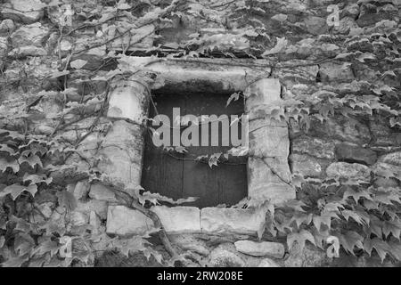 Ein bewachsenes Fenster eines Steinhauses. Fotografiert in Aiguèze. Stockfoto