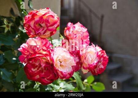Wunderschöne edle Rosen in einem Innenhof eines französischen Anwesens Stockfoto