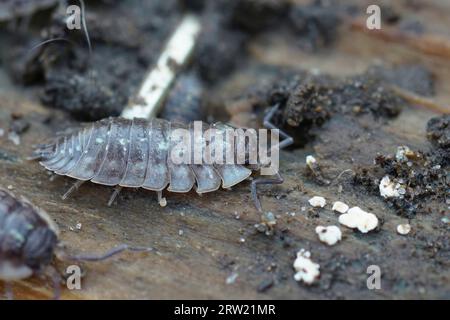 Detailaufnahme der gemeinen glänzenden Holzlouse Oniscus asellus auf einem Stück Holz Stockfoto