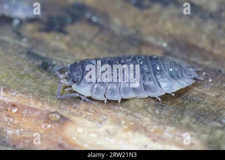 Detailaufnahme der gemeinen glänzenden Holzlouse Oniscus asellus auf einem Stück Holz Stockfoto