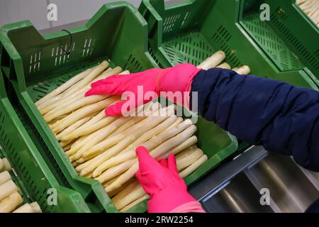 12.04.2023, Deutschland, Nordrhein-Westfalen, Wesel - Erntearbeiter waschen und sortieren den Spargel, hier anlässlich einer Presseveranstaltung zum openin Stockfoto