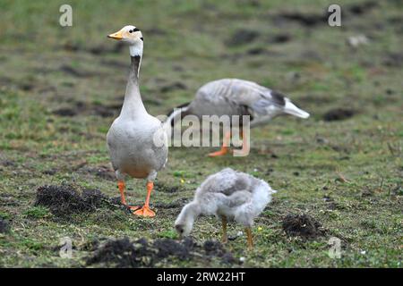 (230916) -- GANNAN, 16. September 2023 (Xinhua) -- dieses Foto, das am 7. Juli 2023 aufgenommen wurde, zeigt Stachelgänse im Sumpfgebiet des Gahai-Sees im Gahai-Zecha National Nature Reserve in der Gannan Tibetan Autonomous Prefecture, nordwestlich der chinesischen Provinz Gansu. Die autonome Präfektur Gannan dient als lebenswichtiges Wasserreservat für den Gelben Fluss, den zweitlängsten Wasserweg Chinas. Gannan hat einen 433 Kilometer langen Abschnitt des Gelben Flusses. Der Wasserzusatz in Gannan machte etwa die Hälfte des gesamten Abflusses des Flusses in der Quellregion aus. Um die Ökologie in diesem Bereich besser zu schützen, haben die Mitarbeiter von t Stockfoto