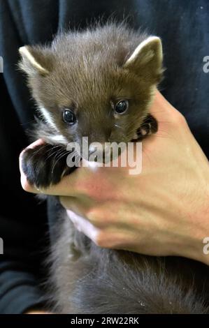 Kiefernmarder (Martes martes) Jugendlicher in Pflege. Stockfoto