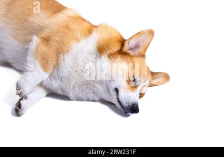 waliser Corgi pembroke schläft vor weißem Hintergrund Stockfoto
