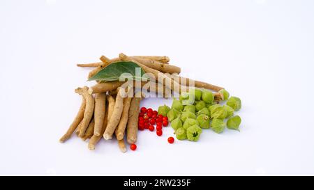 Ashwagandha Fresh Green Leaves on the stem, Medical Herb Plant, auch bekannt als Withania Somnifera, Ashwagandha, Indian Ginseng, Poison Gooseberry, OR Stockfoto