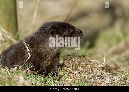 Eurasischer Otter (Lutra lutra) 8 Wochen altes Junges draußen auf Gras. Stockfoto