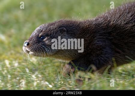 Eurasischer Otter (Lutra lutra) 8 Wochen altes Junges draußen auf Gras. Stockfoto