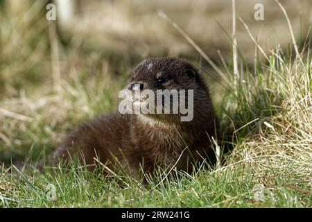 Eurasischer Otter (Lutra lutra) 8 Wochen altes Junges draußen auf Gras. Stockfoto