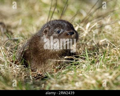 Eurasischer Otter (Lutra lutra) 8 Wochen altes Junges draußen auf Gras. Stockfoto