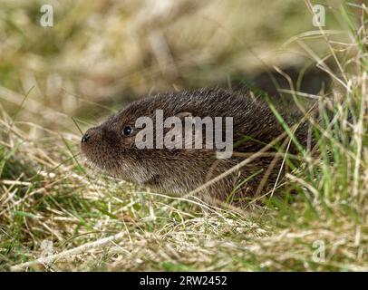 Eurasischer Otter (Lutra lutra) 8 Wochen altes Junges draußen auf Gras. Stockfoto