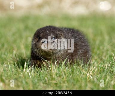 Eurasischer Otter (Lutra lutra) 8 Wochen altes Junges draußen auf Gras. Stockfoto