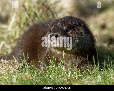 Eurasischer Otter (Lutra lutra) 8 Wochen altes Junges draußen auf Gras. Stockfoto