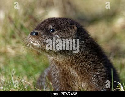 Eurasischer Otter (Lutra lutra) 8 Wochen altes Junges draußen auf Gras. Stockfoto