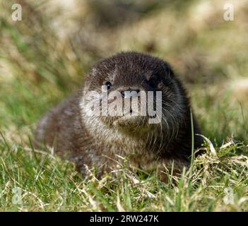 Eurasischer Otter (Lutra lutra) 8 Wochen altes Junges draußen auf Gras. Stockfoto