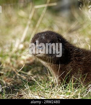 Eurasischer Otter (Lutra lutra) 8 Wochen altes Junges draußen auf Gras. Stockfoto