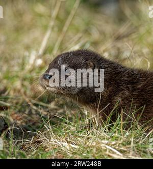 Eurasischer Otter (Lutra lutra) 8 Wochen altes Junges draußen auf Gras. Stockfoto