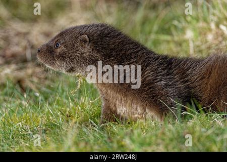 Eurasischer Otter (Lutra lutra) 8 Wochen altes Junges draußen auf Gras. Stockfoto