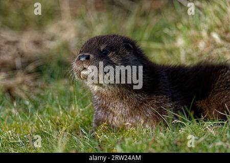 Eurasischer Otter (Lutra lutra) 8 Wochen altes Junges draußen auf Gras. Stockfoto