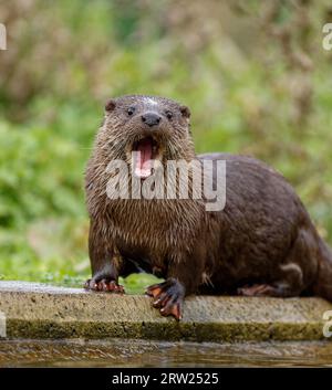 Eurasischer Otter (Lutra lutra) unreif mit nassem Fell. Stockfoto