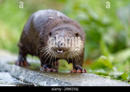 Eurasischer Otter (Lutra lutra) unreif mit nassem Fell. Stockfoto