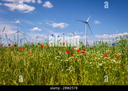 04.07.2023, Deutschland, Nordrhein-Westfalen, Lichtenau - Windpark in landwirtschaftlicher Landschaft, vorne blaue Streifen auf Weizenfeld, Mohn, Cornflowe Stockfoto