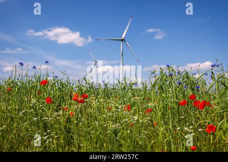 04.07.2023, Deutschland, Nordrhein-Westfalen, Lichtenau - Blaue Streifen im Weizenfeld, Mohn, Kornblumen und Kamille, hinten ein Windpark W Stockfoto